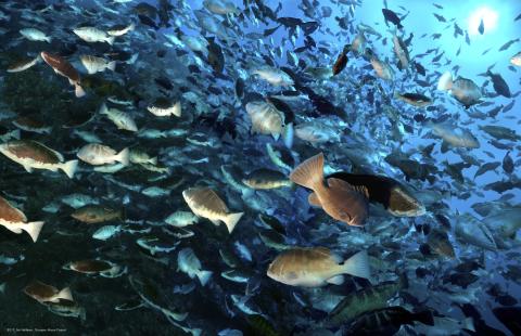 Grouper moon fish. Photo by Jim Hellem